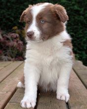 Cachorro Bonito con Ojos Azules