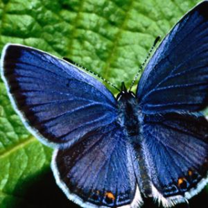 Mariposa Azul en Hoja Verde