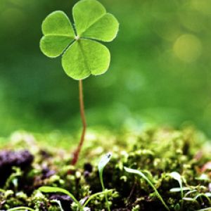 Trébol de la Suerte en la Naturaleza
