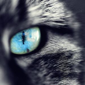 Primer Plano del Ojo de un Gato