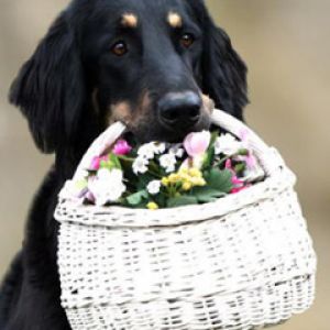 Perro con Cesta de Flores