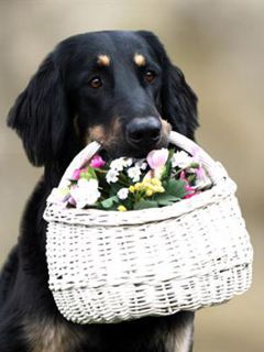 Perro con Cesta de Flores