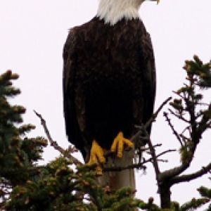 Águila calva en la naturaleza