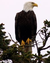 Águila calva en la naturaleza