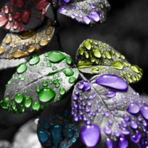 Gotas de agua coloridas en hojas