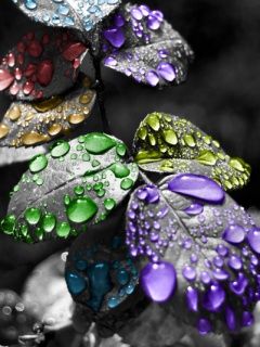 Gotas de agua coloridas en hojas