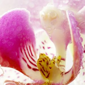 Hermosa flor de orquídea
