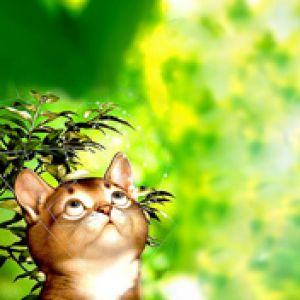 Gato Bonito en la Naturaleza