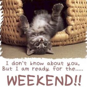 Gato Juguetón Listo para el Fin de Semana