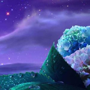 Cielo Nocturno Púrpura con Flores