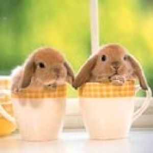 Conejitos adorables en tazas