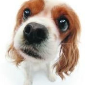 Cavalier King Charles Spaniel Adorable