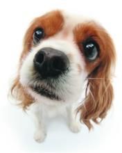 Cavalier King Charles Spaniel Adorable