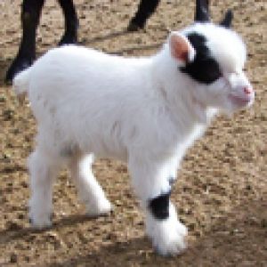 Cabrito Adorable