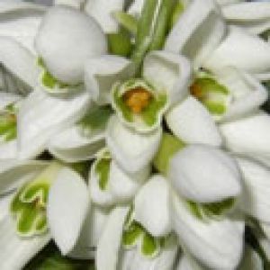 Hermosas Flores Blancas