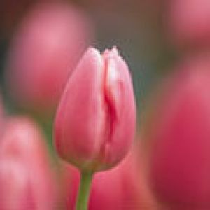 Hermoso Tulipán Rosa