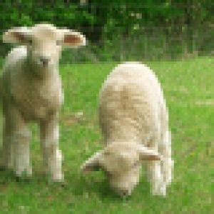 Corderitos adorables en un prado verde