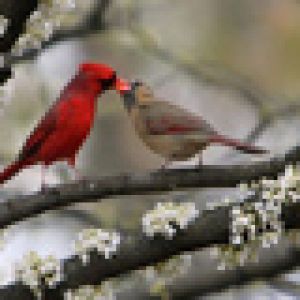 Cardenales en una Rama