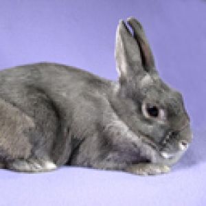 Conejo Gris Adorable