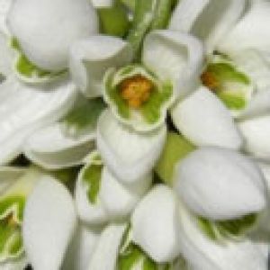 Hermosas Flores Blancas
