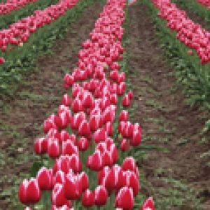 Campos de Tulipanes Vibrantes