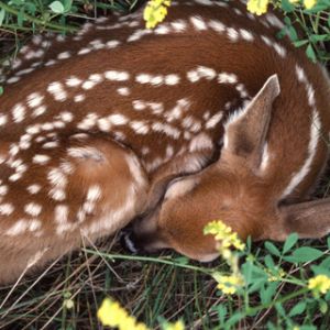 Fauno durmiendo en la naturaleza