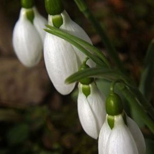 Delicadas Flores de Campanilla