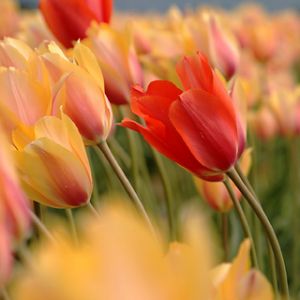 Campo de Tulipanes Vibrantes