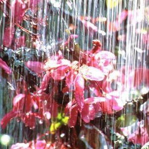 Flores Rosadas Vibrantes con Cascada