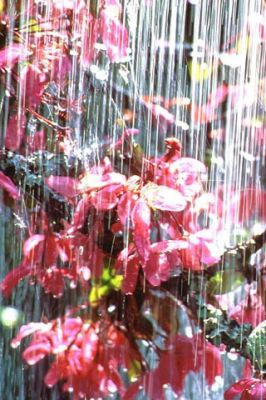Flores Rosadas Vibrantes con Cascada