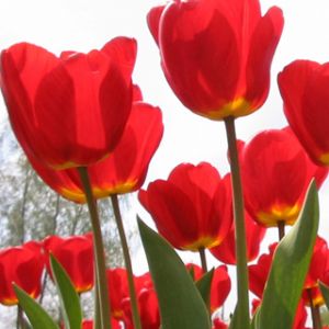 Tulipanes Rojos Vibrantes