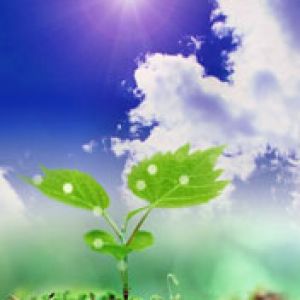 Crecimiento de Planta Verde