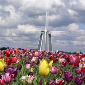 Campo de Tulipanes Coloridos con Molino de Viento