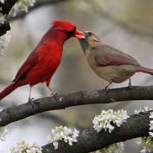 Cardenales Enamorados