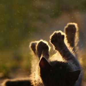 Gatito Juguetón a la Luz del Sol