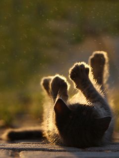Gatito Juguetón a la Luz del Sol