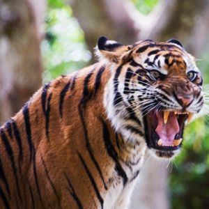 Tigre Feroz Rugiendo