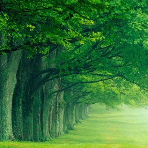 Camino Verde en el Bosque