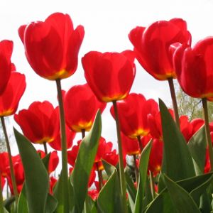 Tulipanes Rojos Vibrantes