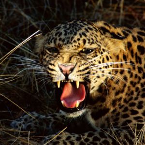 Leopardo Feroz Rugiendo