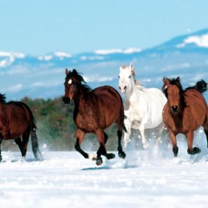 Caballos corriendo en la nieve