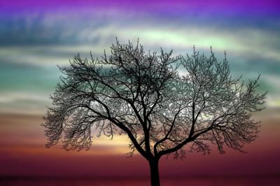 Silhouette de Árbol al Atardecer