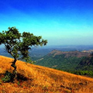 Árbol Solitario en una Colina