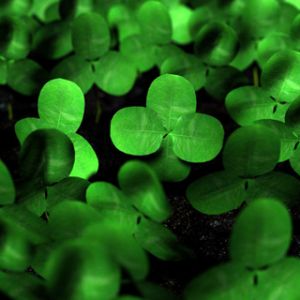 Hojas de Trébol Verde Vibrante