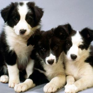 Adorables Cachorros Border Collie