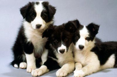 Adorables Cachorros Border Collie