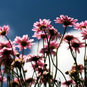 Flores Rosas Contra el Cielo Azul