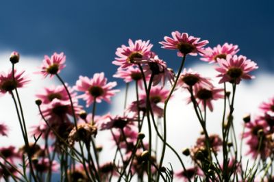 Flores Rosas Contra el Cielo Azul