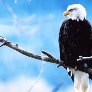 Águila Calva en una Rama