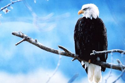 Águila Calva en una Rama